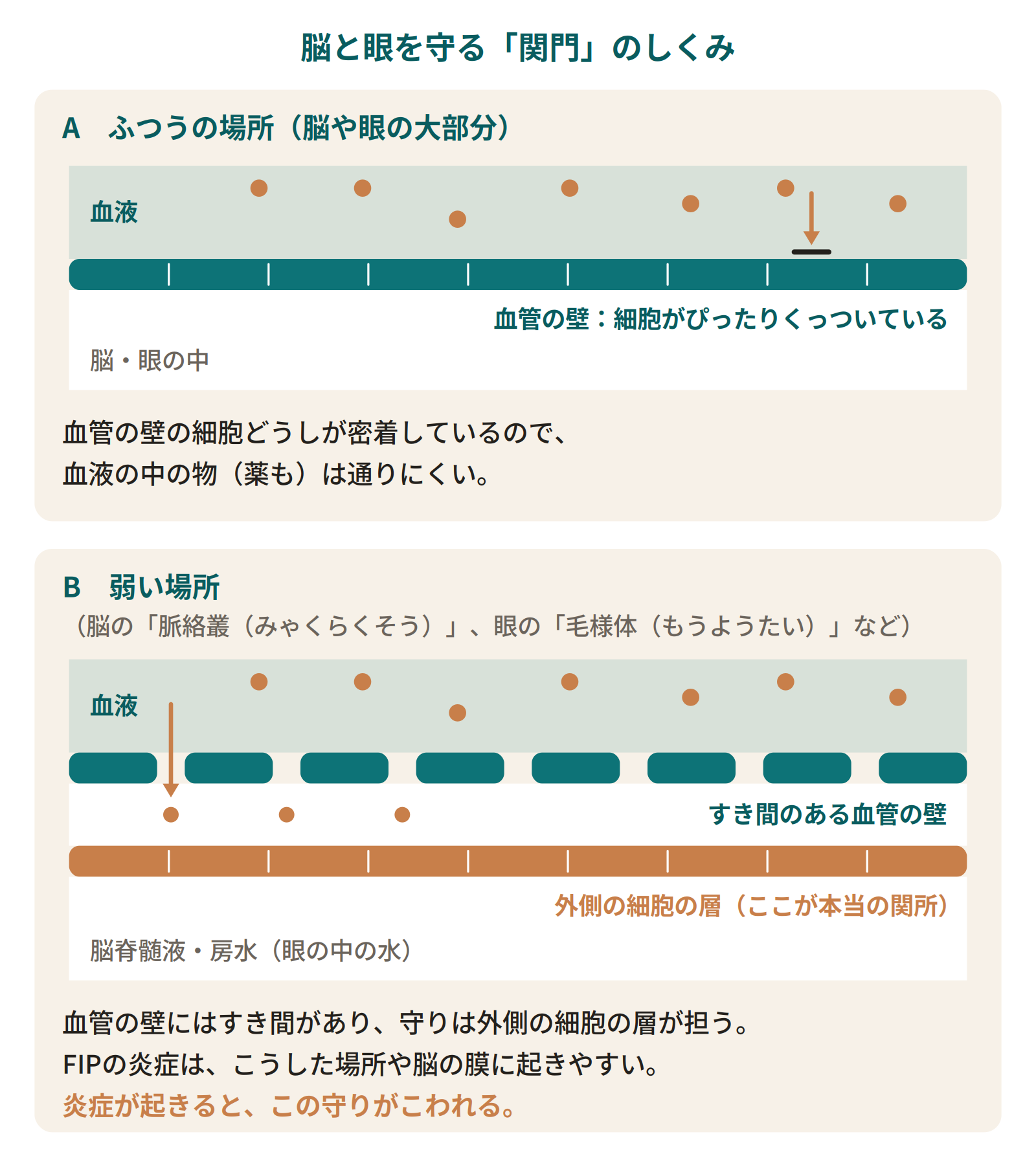 脳と眼を守る関門のしくみ。ふつうの場所では血管の壁の細胞が密着して物を通しにくい。脈絡叢や毛様体では血管の壁にすき間があり、外側の細胞の層が守りを担うが、炎症でこわれる。