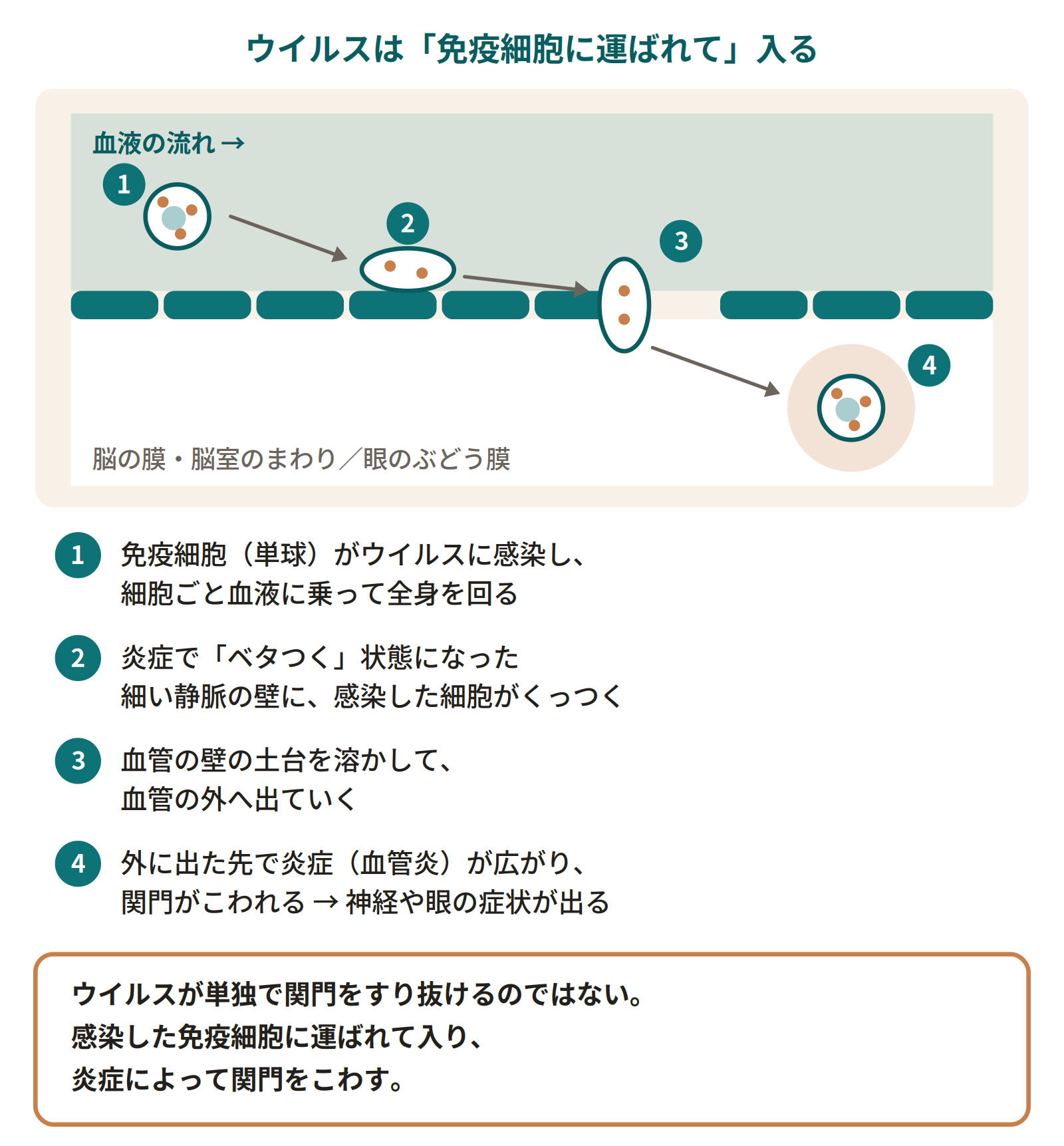 FIPウイルスの入り方。感染した免疫細胞が血液に乗って運ばれ、炎症を起こした細い静脈の壁にくっつき、壁の土台を溶かして外に出て、そこで炎症を起こして関門をこわす。